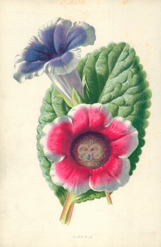 Gloxinie von Frederick Edward Hulme