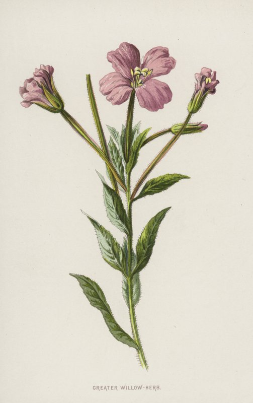 Großes Weidenröschen von Frederick Edward Hulme