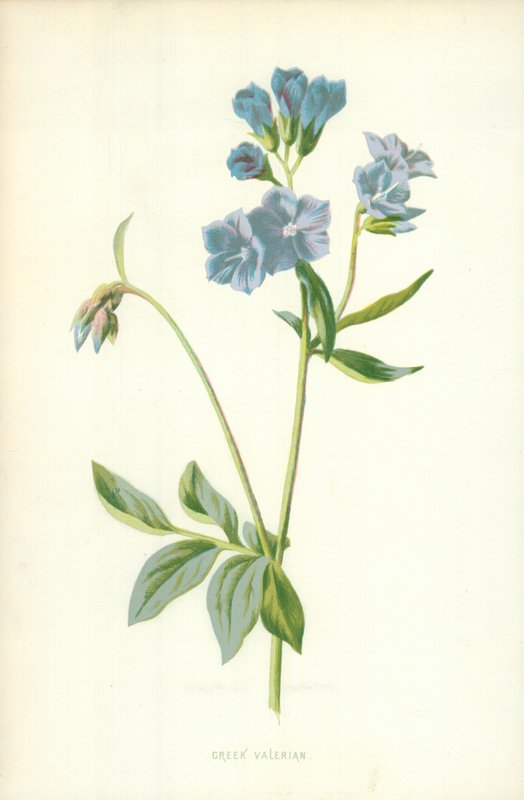 Griechischer Baldrian von Frederick Edward Hulme