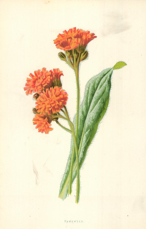 Habichtskraut von Frederick Edward Hulme