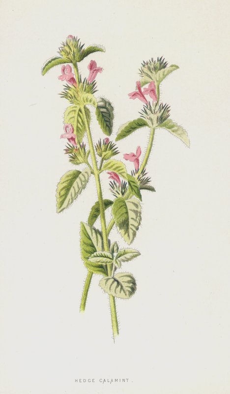Kleinblütige Bergminze von Frederick Edward Hulme