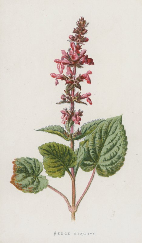 Zaun-Stachys von Frederick Edward Hulme