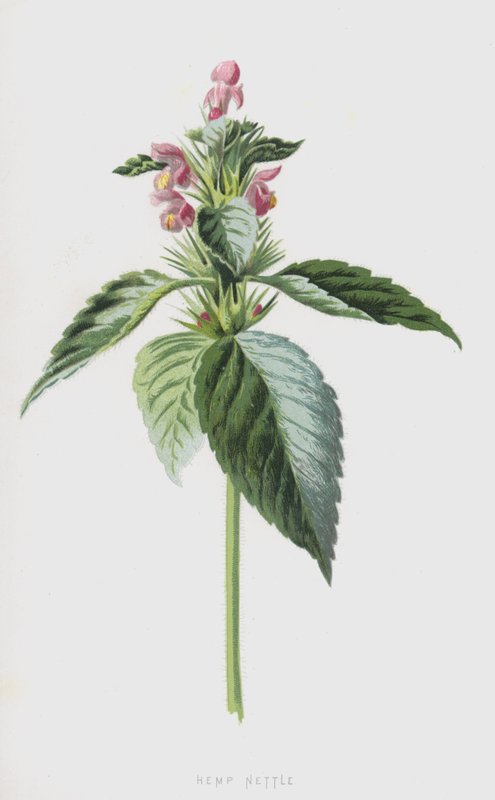 Hanfnessel von Frederick Edward Hulme