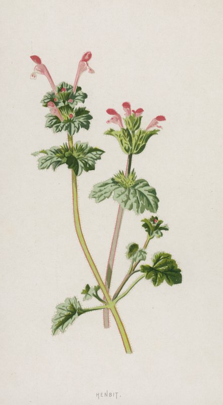 Purpurrote Taubnessel von Frederick Edward Hulme