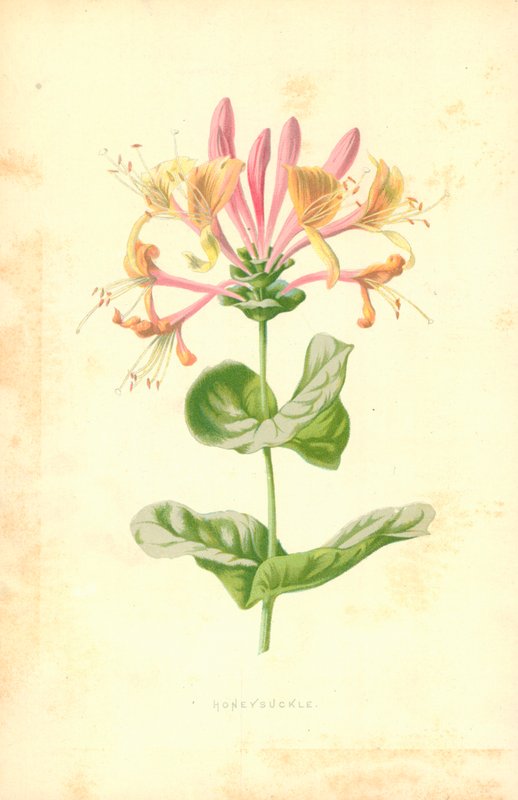 Geißblatt von Frederick Edward Hulme