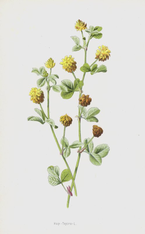 Hopfenklee von Frederick Edward Hulme