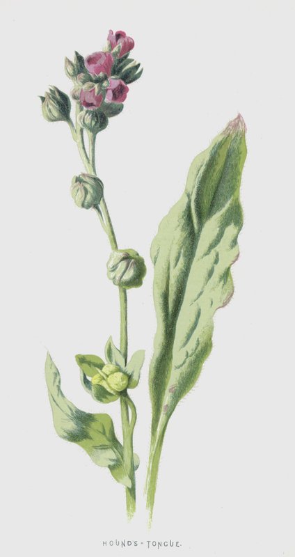 Hundszunge von Frederick Edward Hulme