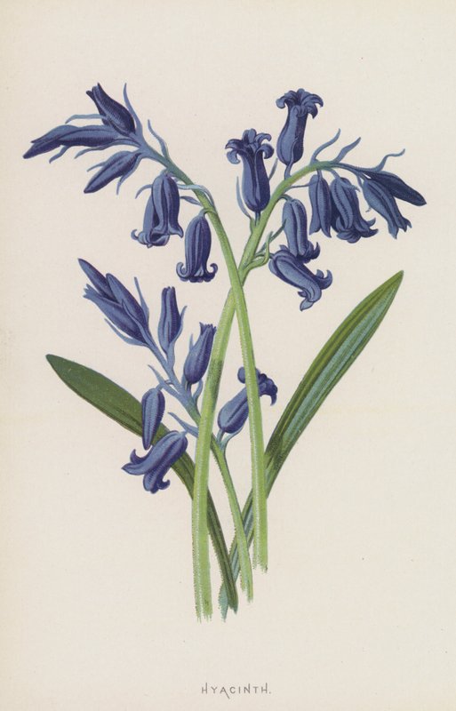 Hyazinthe von Frederick Edward Hulme
