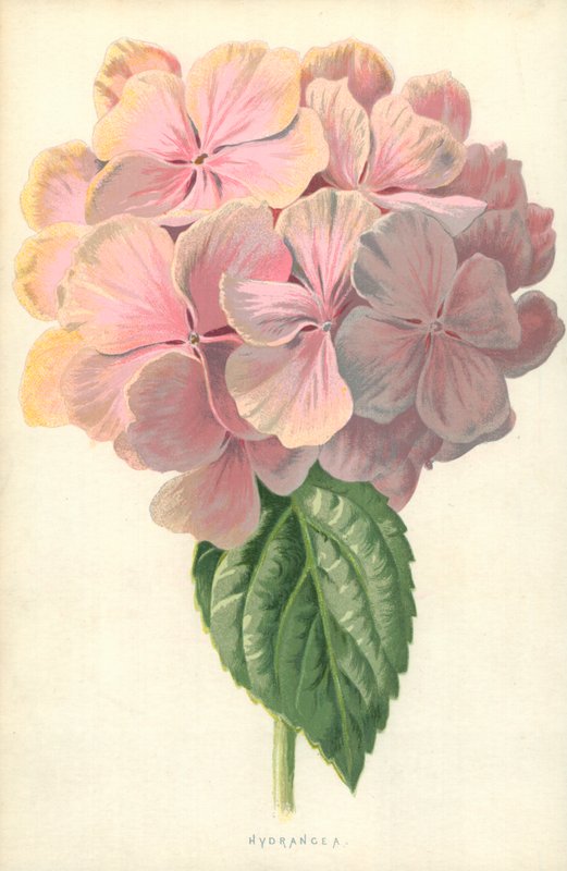 Hortensie von Frederick Edward Hulme