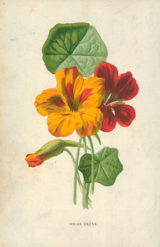 Kapuzinerkresse von Frederick Edward Hulme