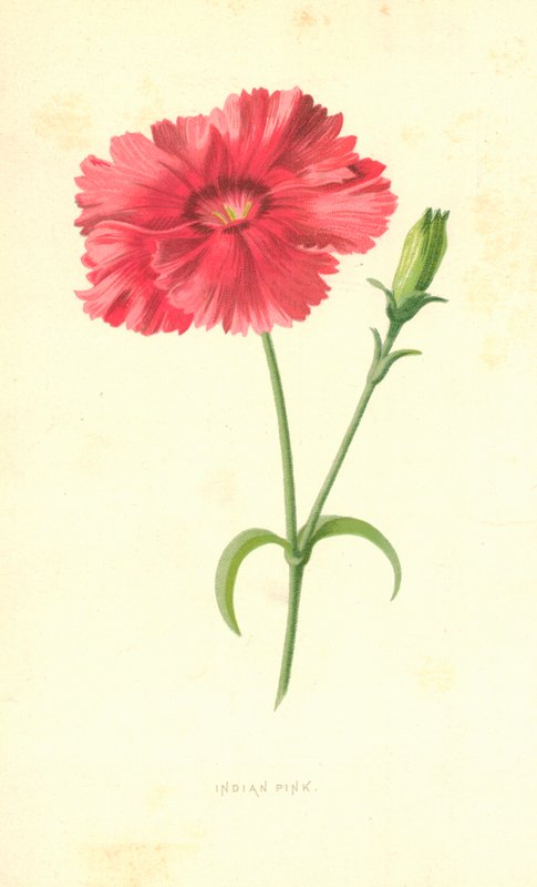 Indische Nelke von Frederick Edward Hulme