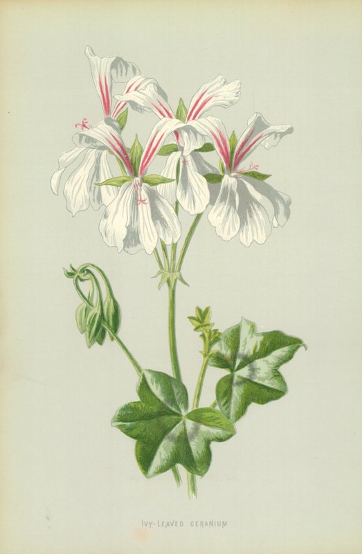 Efeublättriger Geranium von Frederick Edward Hulme