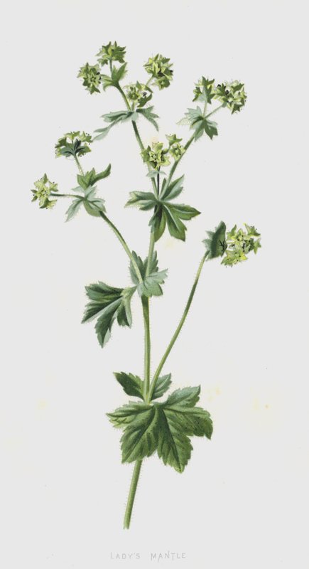 Frauenmantel von Frederick Edward Hulme