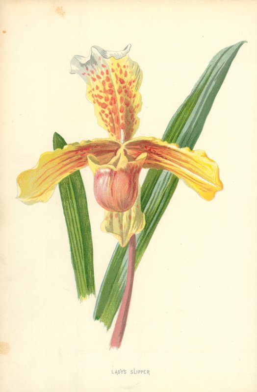Frauenschuh von Frederick Edward Hulme