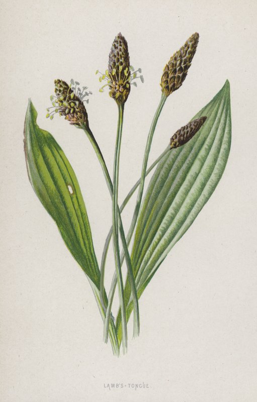 Lämmertunge von Frederick Edward Hulme