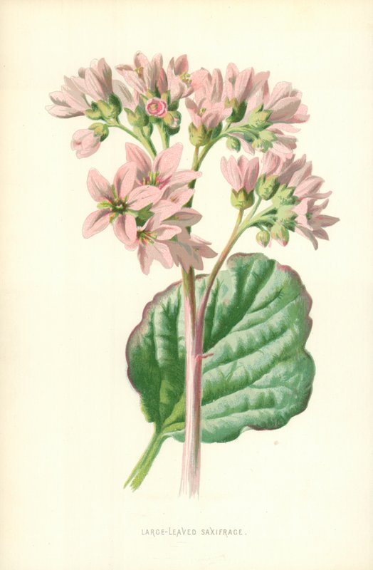 Großblättrige Steinbrech von Frederick Edward Hulme