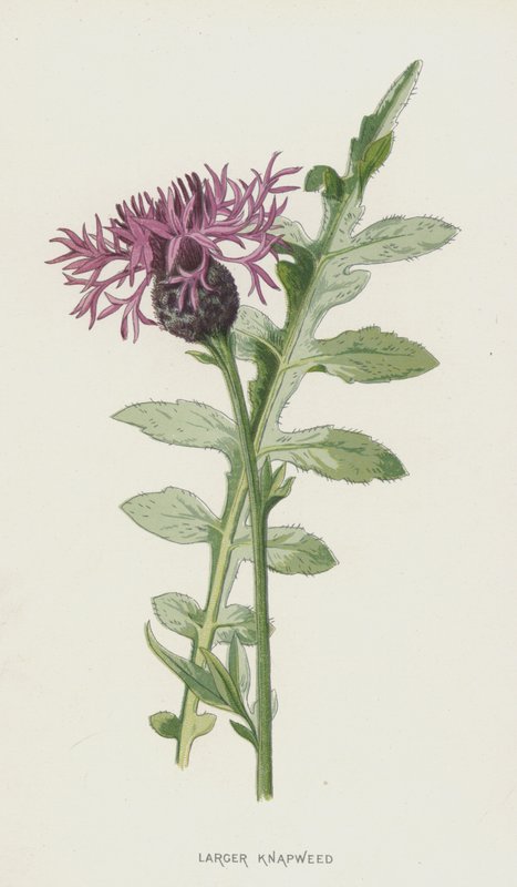 Große Flockenblume von Frederick Edward Hulme