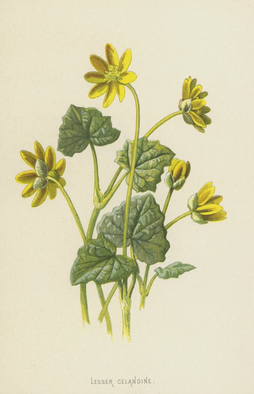 Scharbockskraut von Frederick Edward Hulme