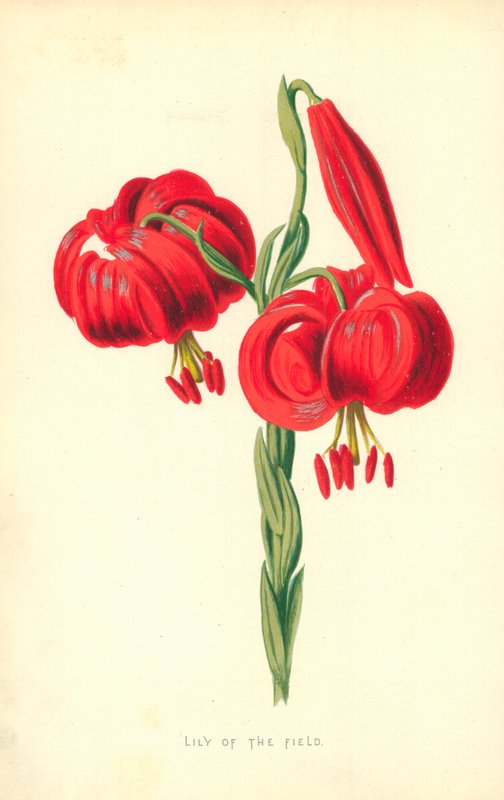 Lilie des Feldes von Frederick Edward Hulme