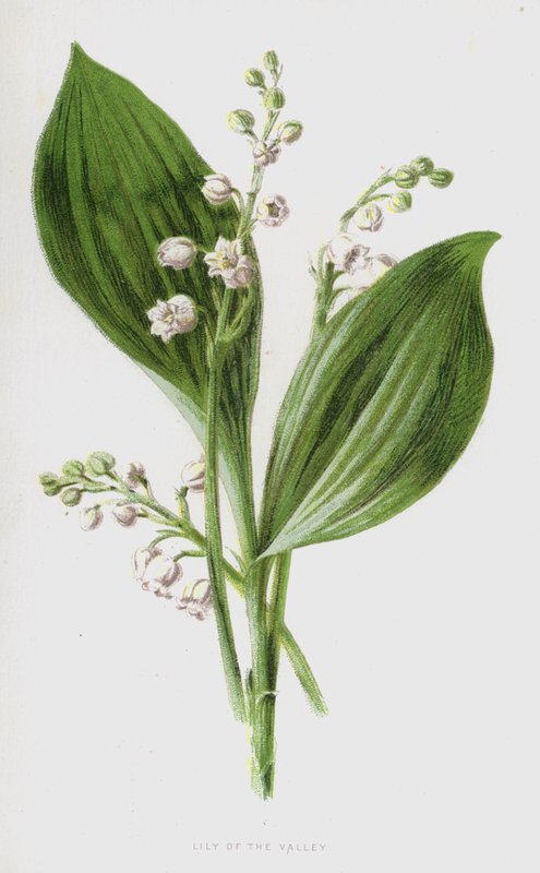 Maiglöckchen von Frederick Edward Hulme