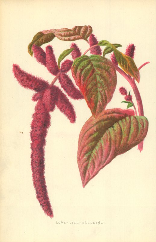 Blutendes Herz von Frederick Edward Hulme