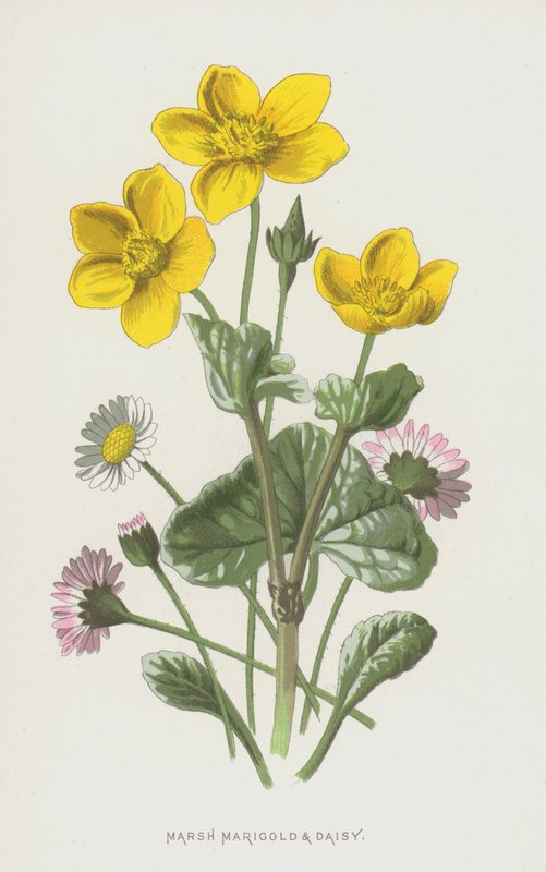 Sumpfdotterblume und Gänseblümchen von Frederick Edward Hulme