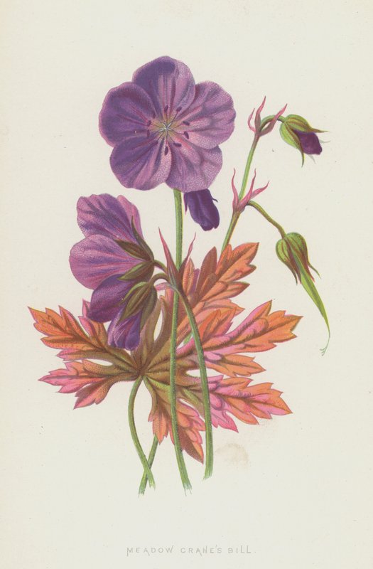 Wiesen-Storchschnabel von Frederick Edward Hulme