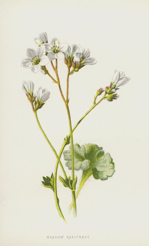 Wiesen-Steinbrech von Frederick Edward Hulme