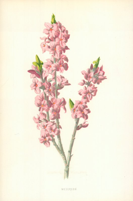 Mesereon von Frederick Edward Hulme