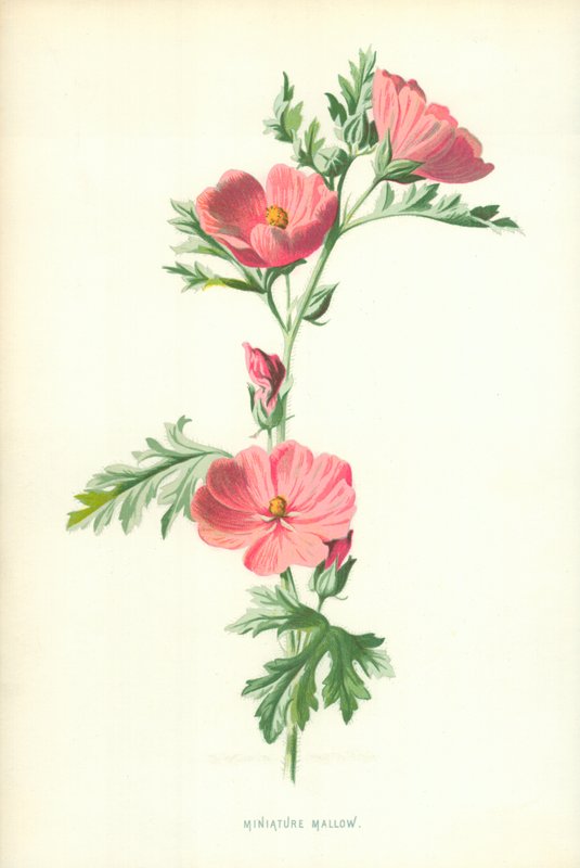 Miniatur-Malve von Frederick Edward Hulme