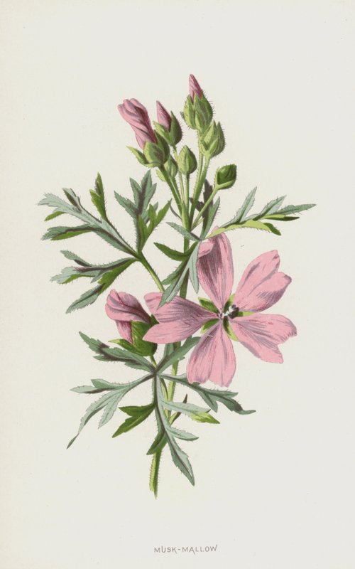 Moschus-Malve von Frederick Edward Hulme