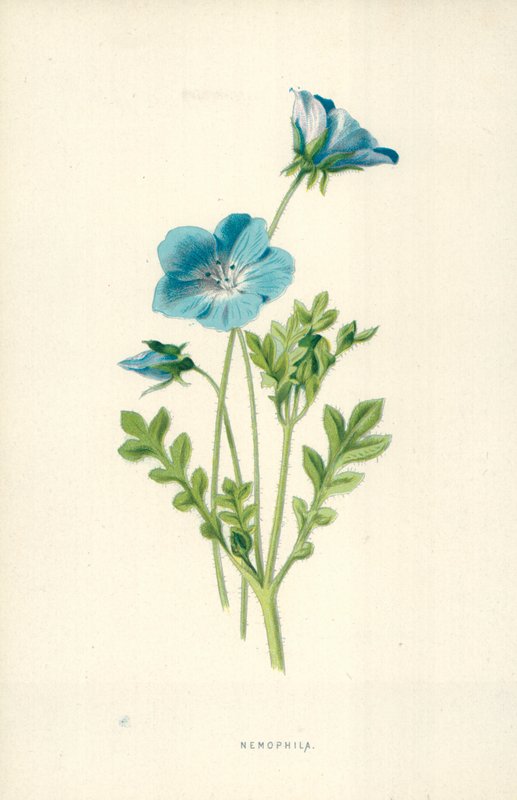 Nemophila von Frederick Edward Hulme