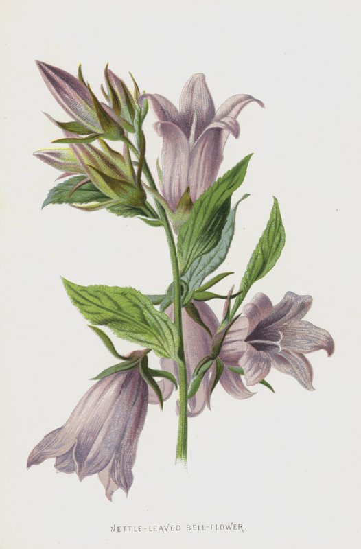 Nesselblättrige Glockenblume von Frederick Edward Hulme