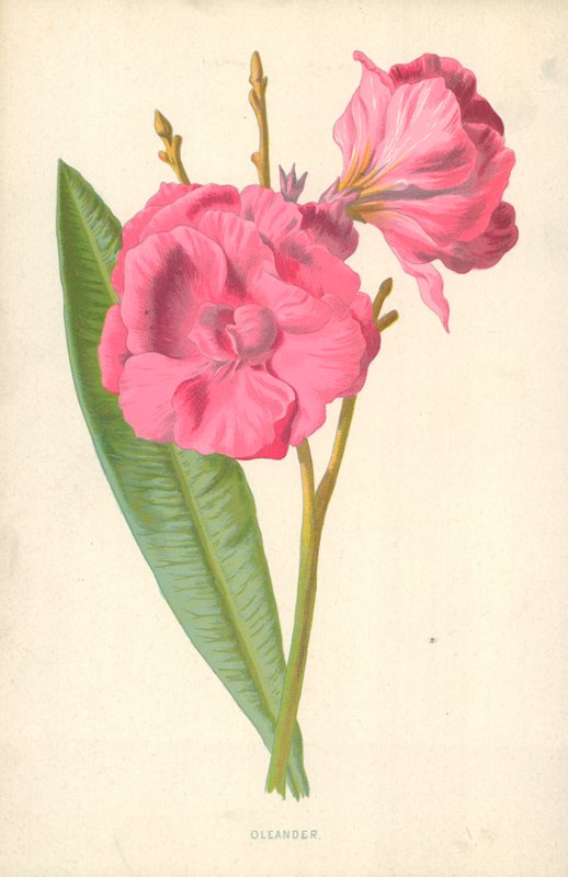 Oleander von Frederick Edward Hulme