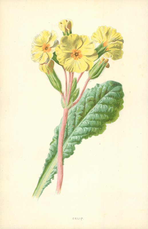 Hohe Schlüsselblume von Frederick Edward Hulme
