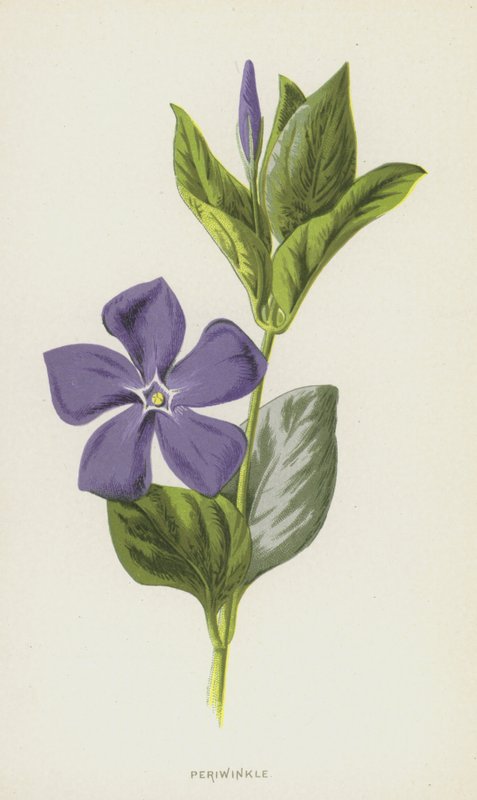 Immergrün von Frederick Edward Hulme