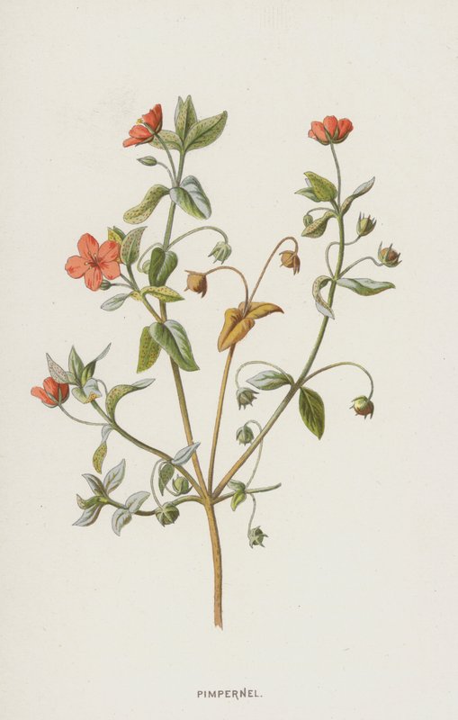 Gauchheil von Frederick Edward Hulme