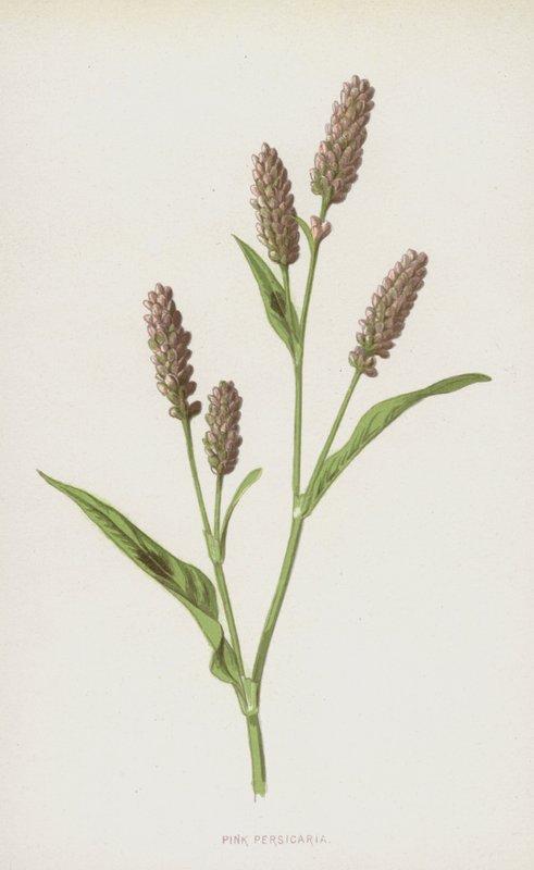 Rote Knöterich von Frederick Edward Hulme