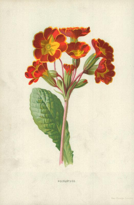 Polyanthus von Frederick Edward Hulme