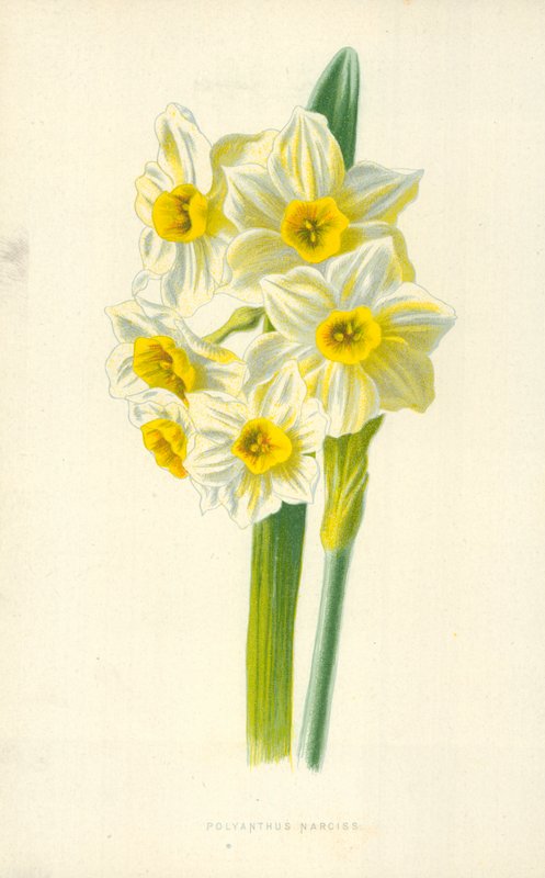 Polyanthus-Narzisse von Frederick Edward Hulme