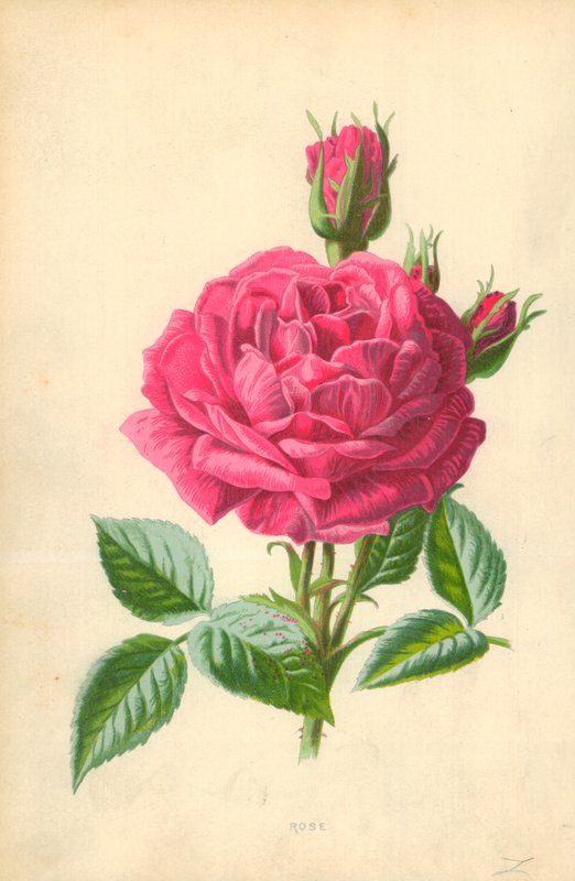Rose von Frederick Edward Hulme