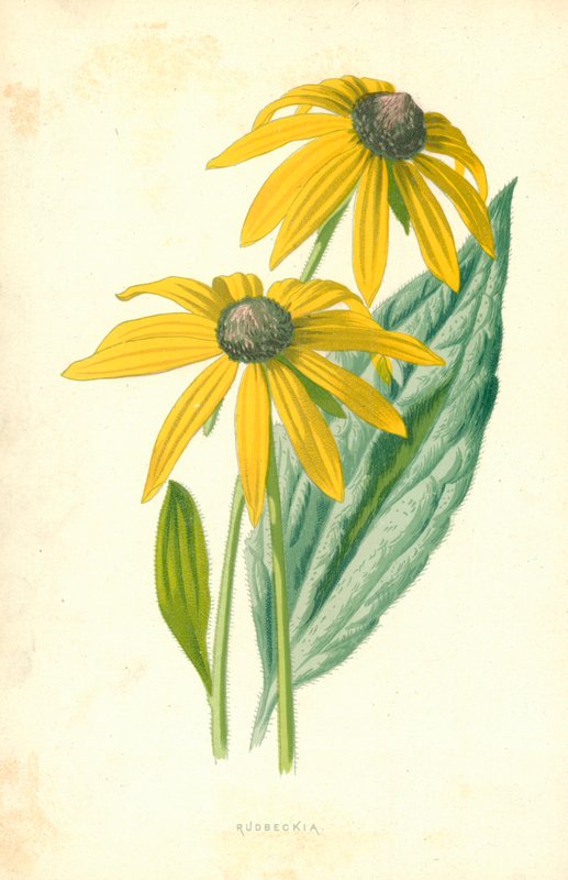 Rudbeckia von Frederick Edward Hulme