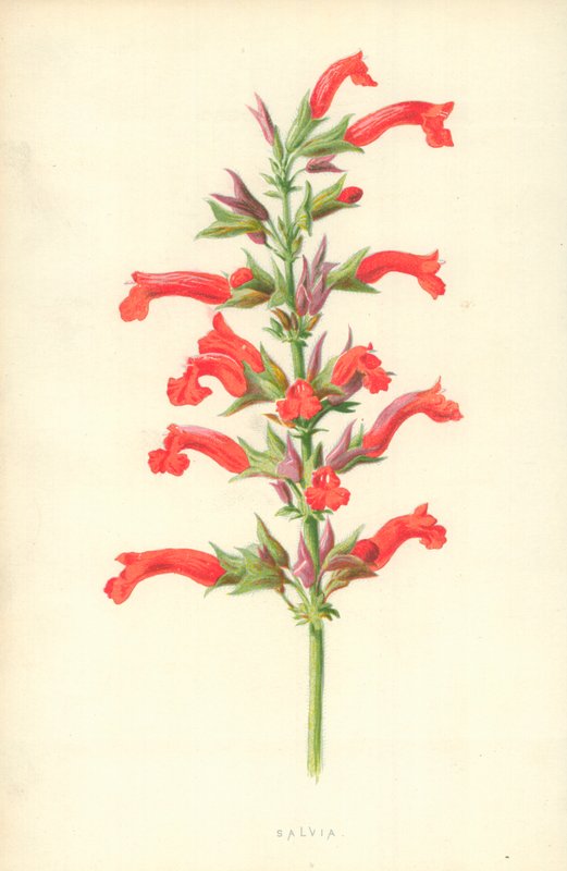 Salbei von Frederick Edward Hulme