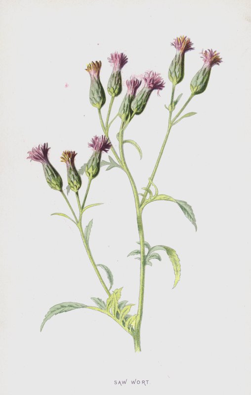 Sägekraut von Frederick Edward Hulme