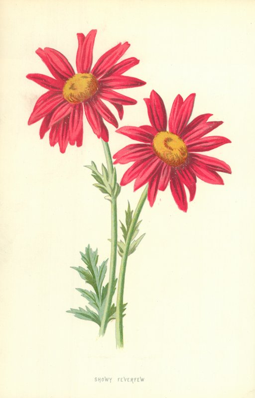 Prachtvolle Färberkamille von Frederick Edward Hulme