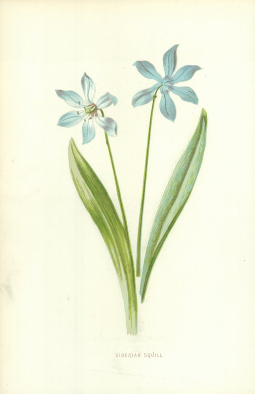 Sibirischer Blaustern von Frederick Edward Hulme