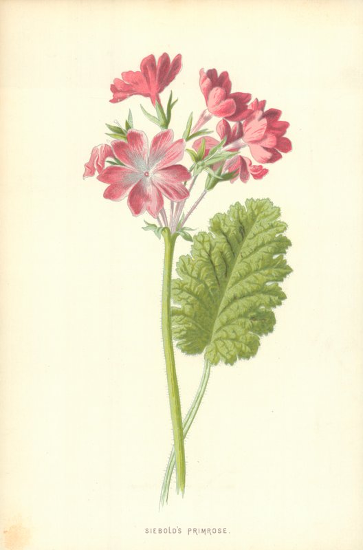Siebolds Primel von Frederick Edward Hulme