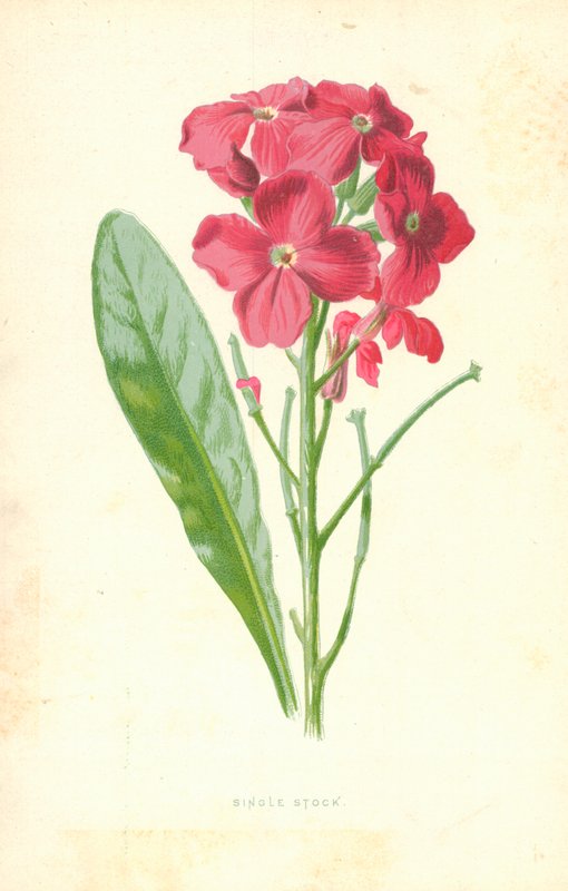 Einzelne Aktie von Frederick Edward Hulme