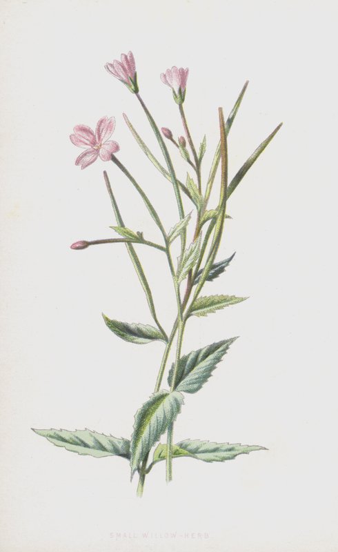 Kleinblütiges Weidenröschen von Frederick Edward Hulme