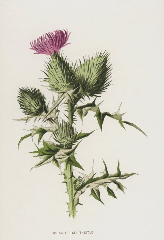 Speer-Federdistel von Frederick Edward Hulme